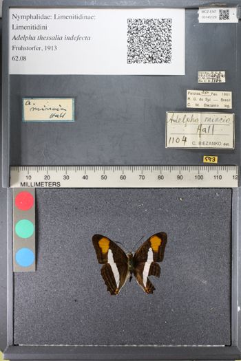 Media type: image;   Entomology 145129